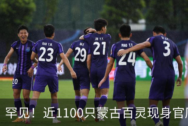 罕见！近1100只蒙古百灵现身官厅水库